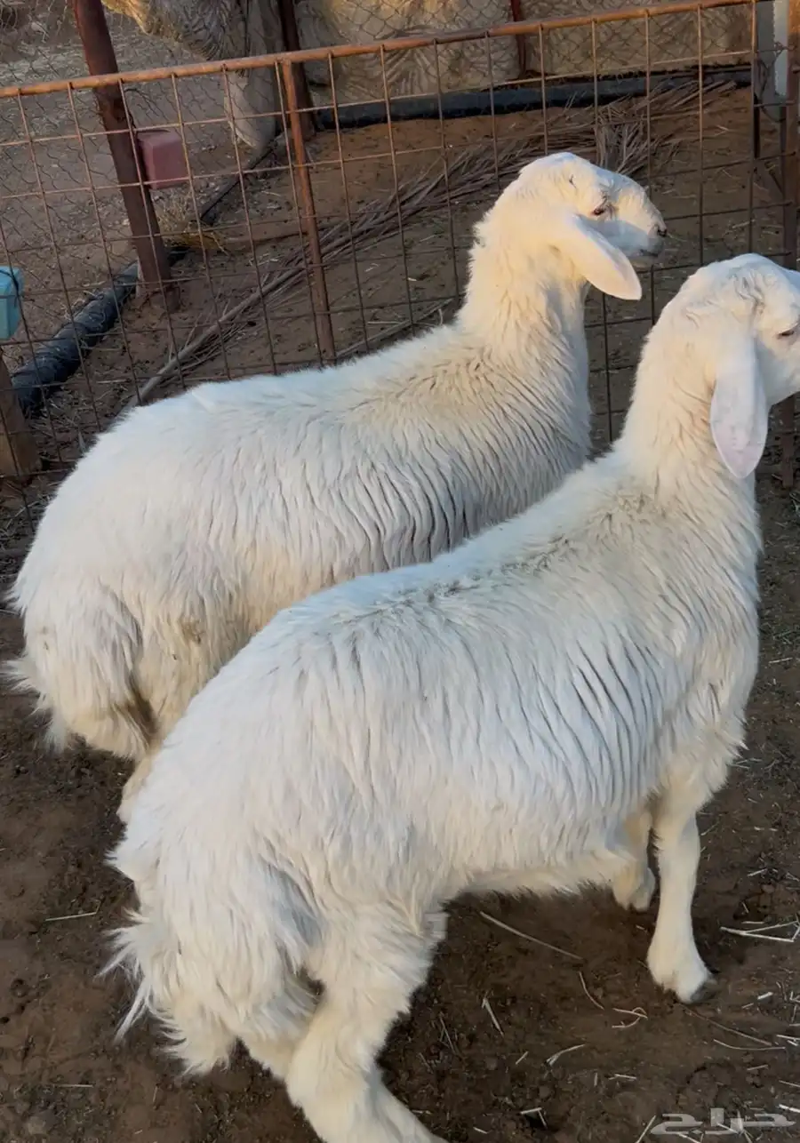خرفان حريه 0