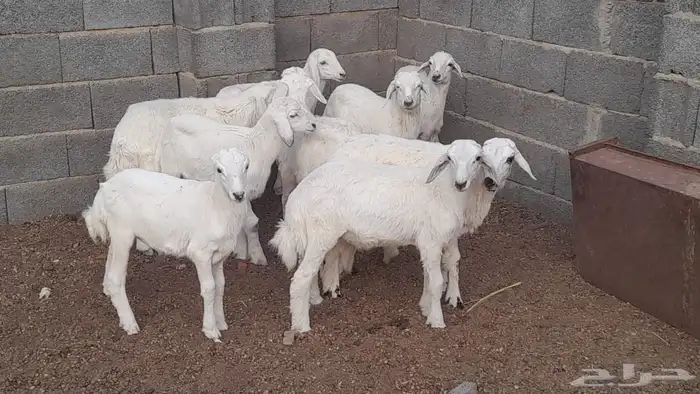 بهم تربيه 1