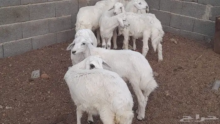 بهم تربيه 2