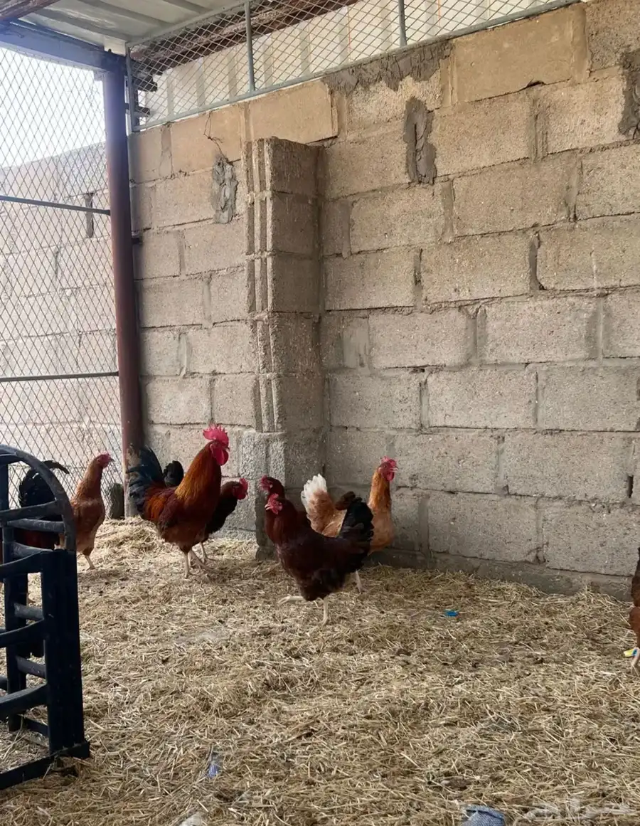دجاج فرنسي الصحه شرط 1