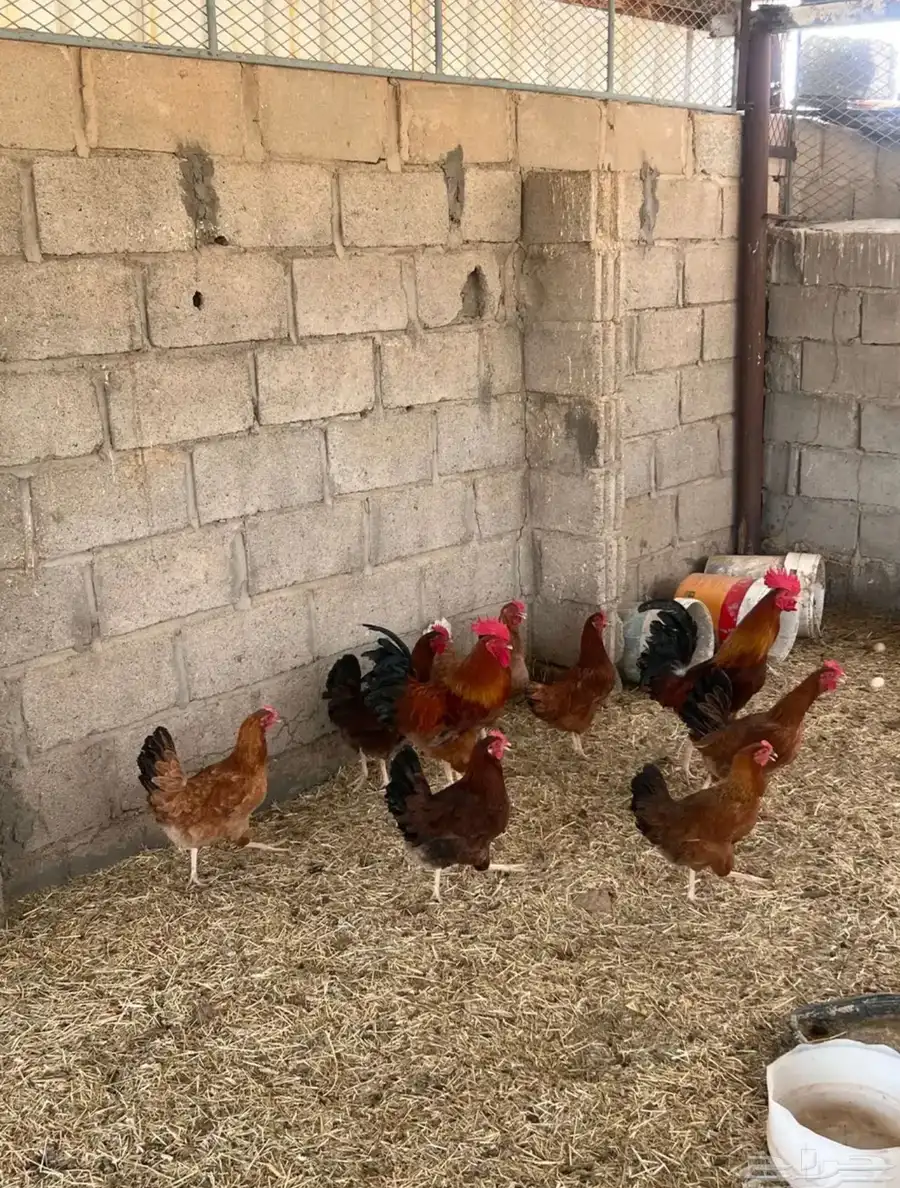 دجاج فرنسي الصحه شرط 3