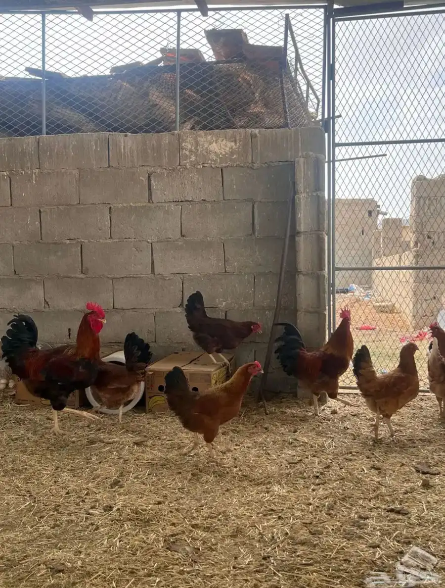دجاج فرنسي الصحه شرط 5