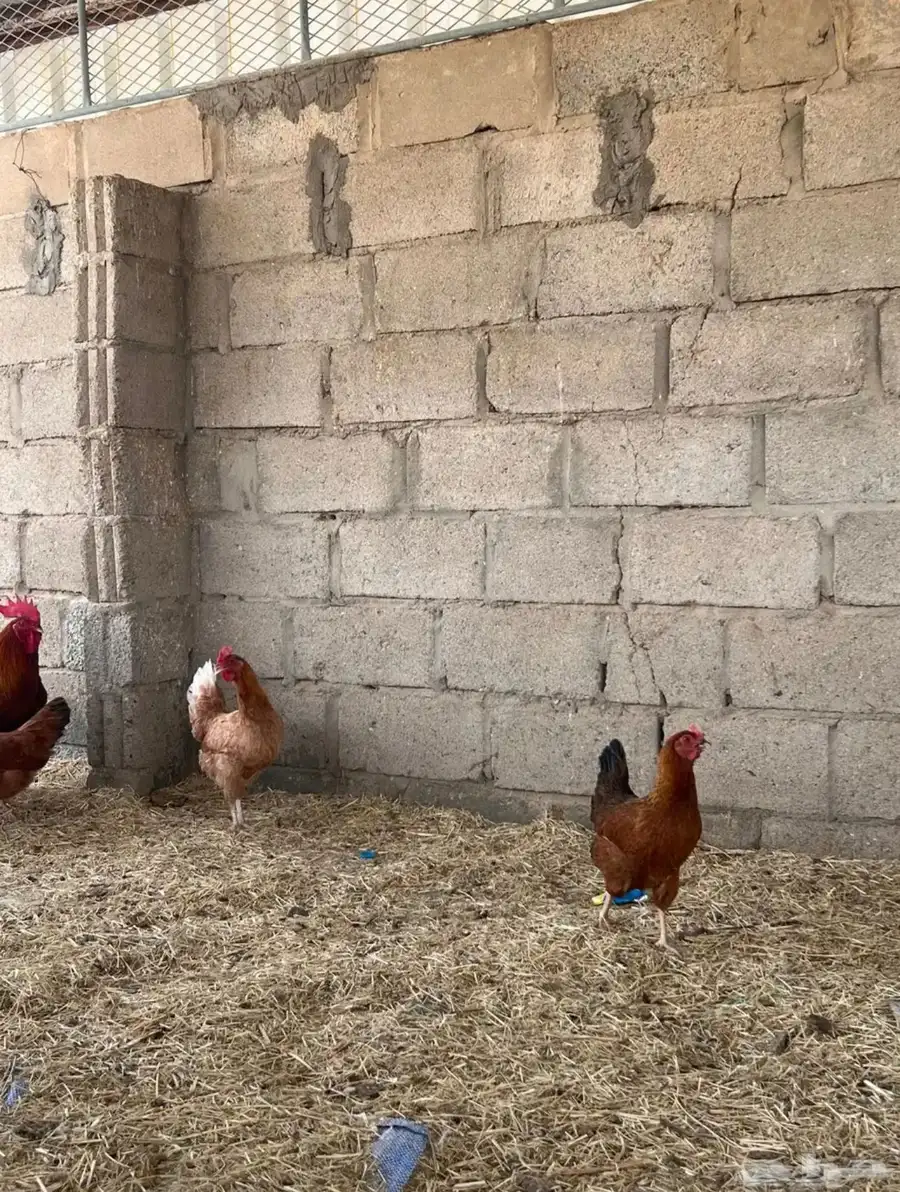 دجاج فرنسي الصحه شرط 6
