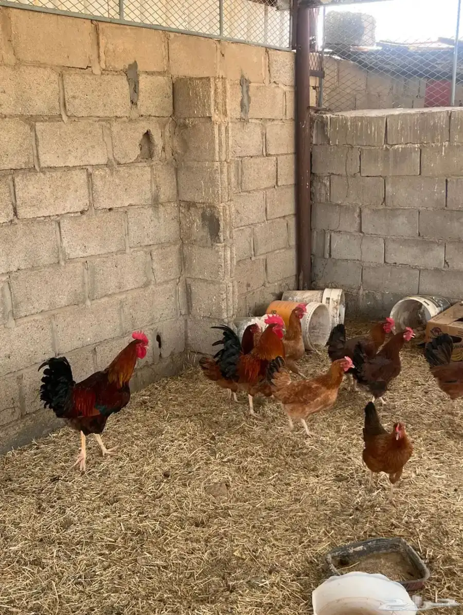 دجاج فرنسي الصحه شرط 2