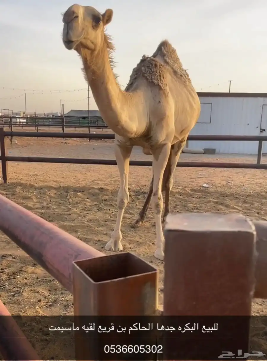 باتليه لقيه شقحا جدها الحاكم بن قريع 0