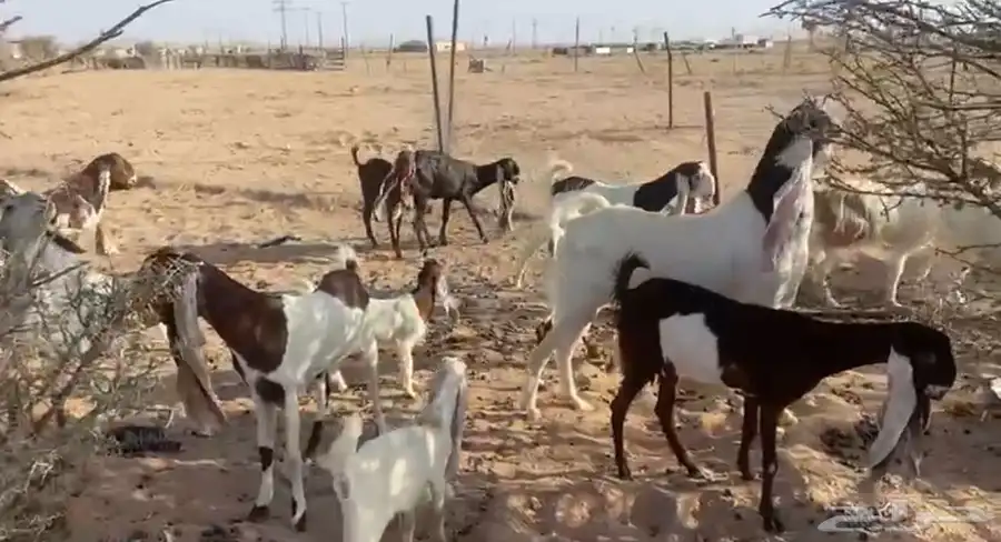 للبيع معزاء هولنديات صنف فواخر مواليد 2