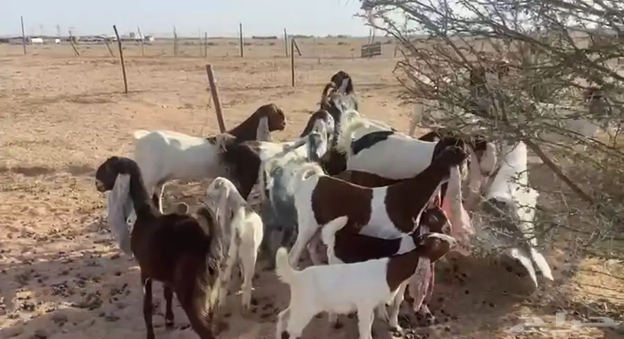 للبيع معزاء هولنديات صنف فواخر مواليد 0