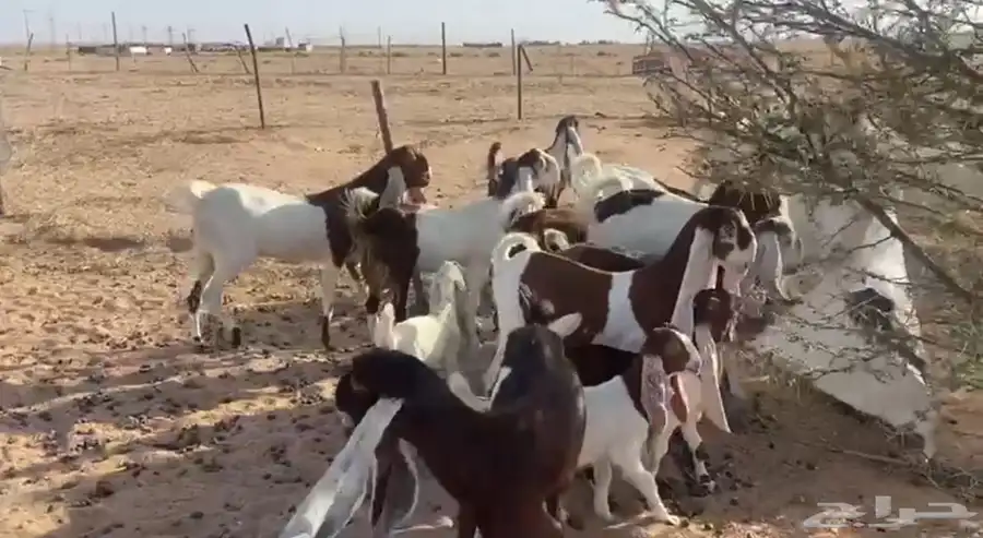 للبيع معزاء هولنديات صنف فواخر مواليد 5