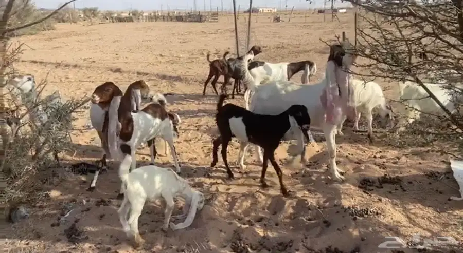 للبيع معزاء هولنديات صنف فواخر مواليد 3