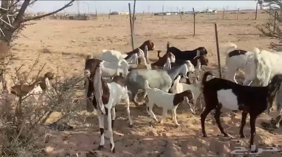 للبيع معزاء هولنديات صنف فواخر مواليد 1