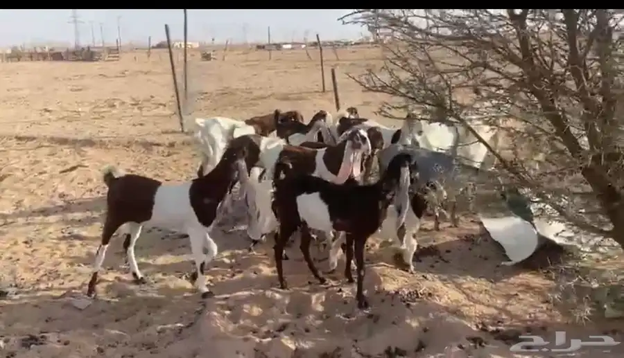للبيع معزاء هولنديات صنف فواخر مواليد 4