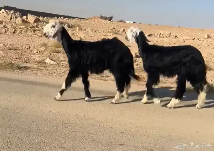 تم البيع 2