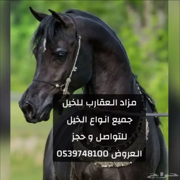السلام عليكم ورحمة الله وبركاته فيه مزاد. عقارب للخيل 0