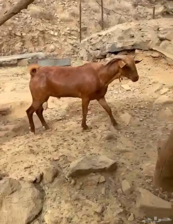 فحول للبيع صنف عدد 5 6