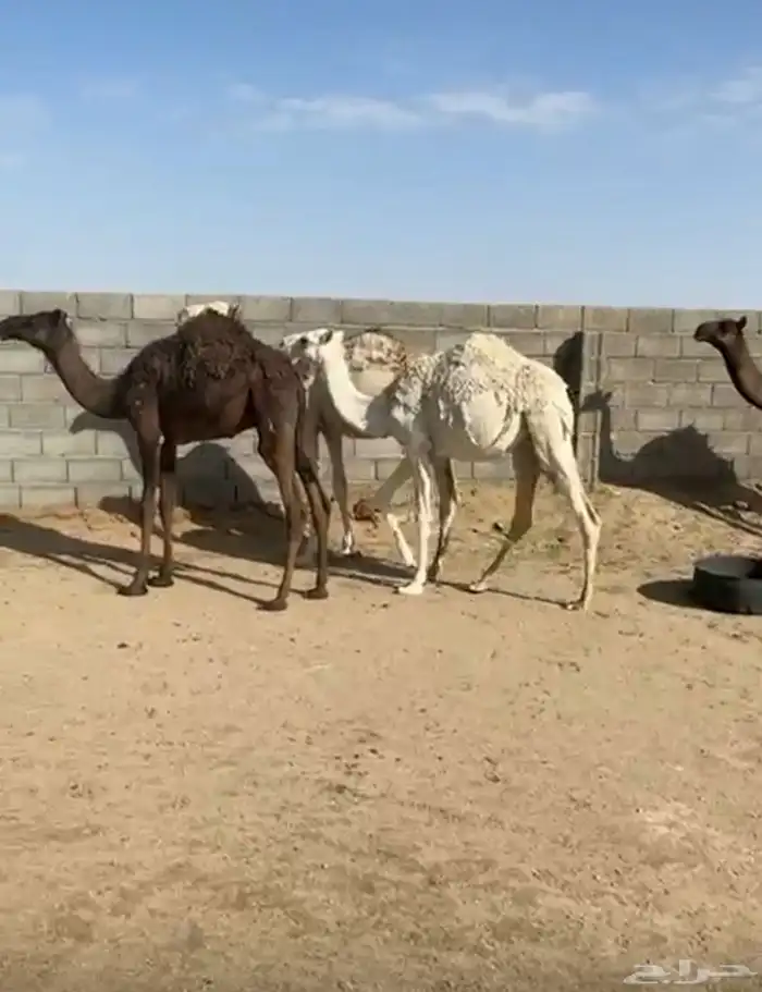 4حشوان في بيشه 0