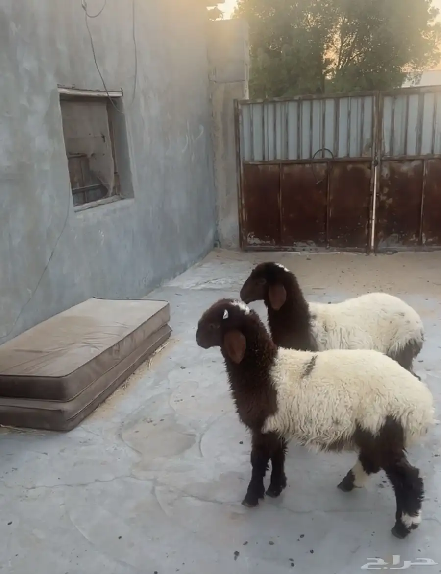 هرافا نعيم 1