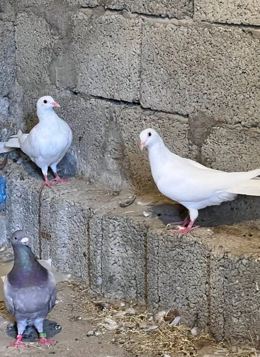 زوجين حمام 1