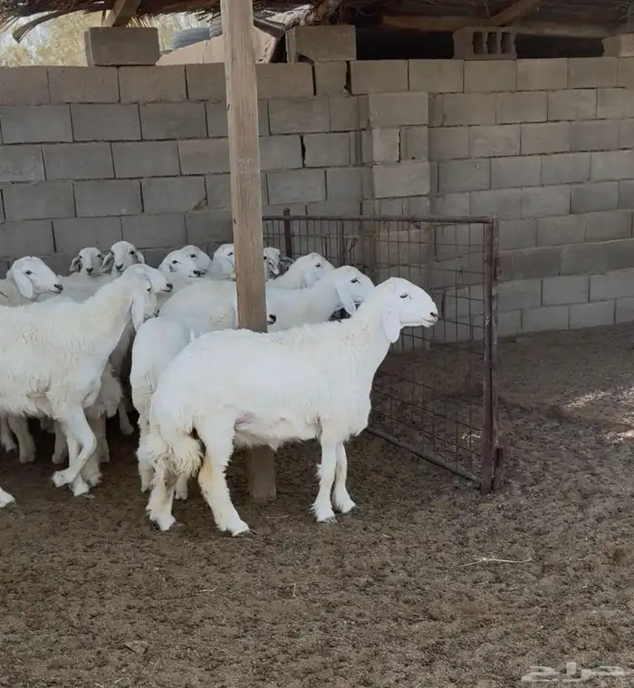 رخال حريه العدد 53 راس (تم البيع) 0