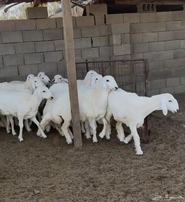 رخال حريه العدد 53 راس (تم البيع) 2