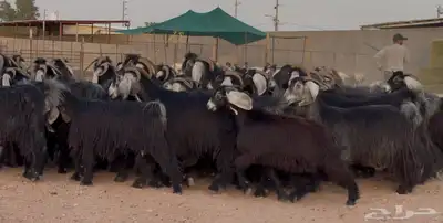 مراح معزا عوترض ربش فاخره العدد 58 بالفحول معها 22 0