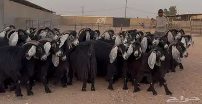 مراح معزا عوترض ربش فاخره العدد 58 بالفحول معها 22 7