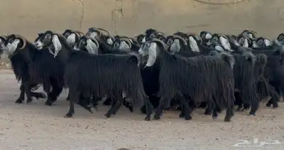 مراح معزا عوترض ربش فاخره العدد 58 بالفحول معها 22 4