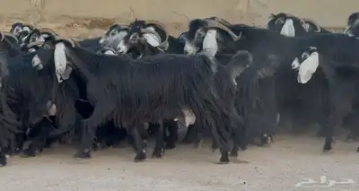 مراح معزا عوترض ربش فاخره العدد 58 بالفحول معها 22 3