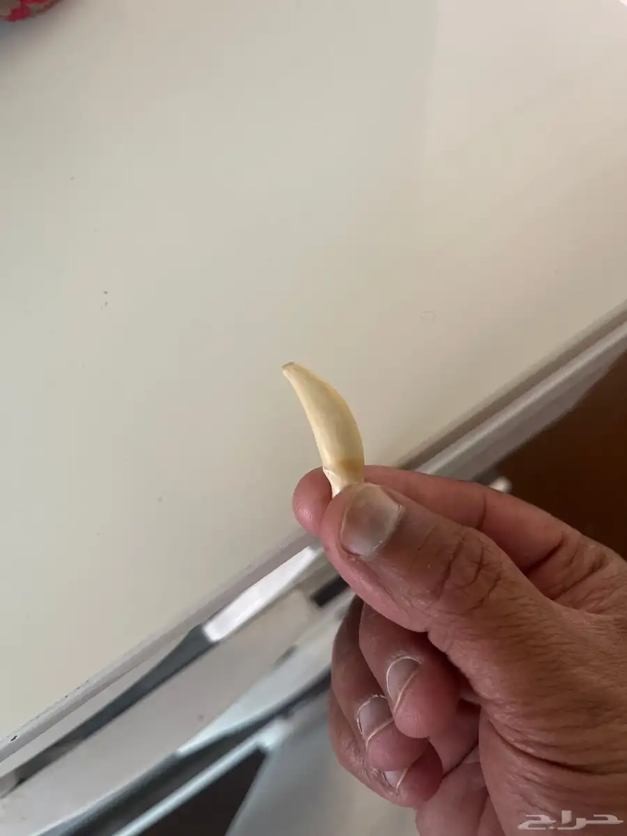 ناب ذيب 1