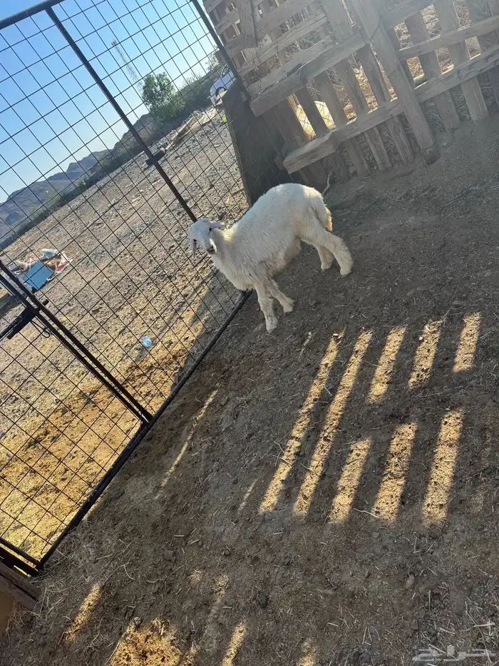 طليان حري ذبايح للبيع مع خدمة والتوصيل وتغليب 4