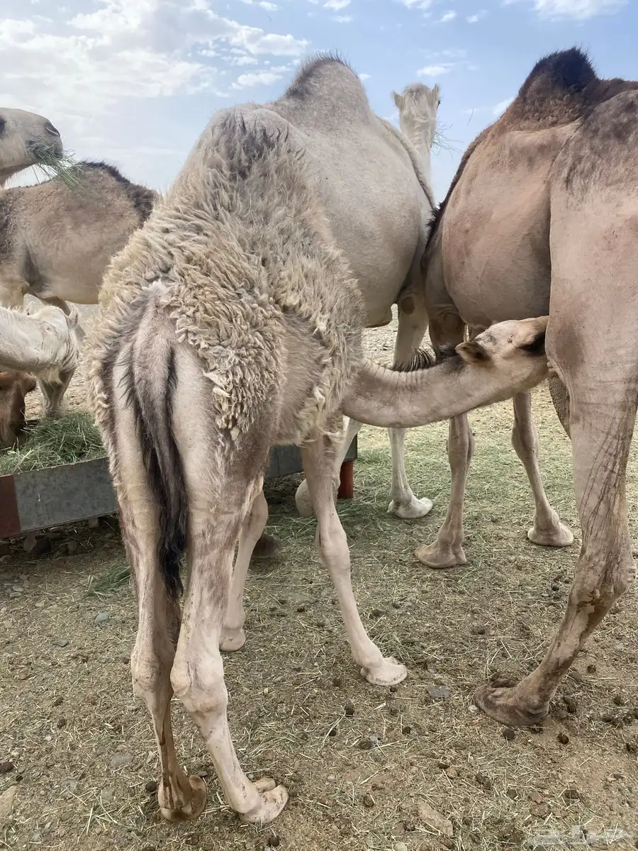 قعدان 1