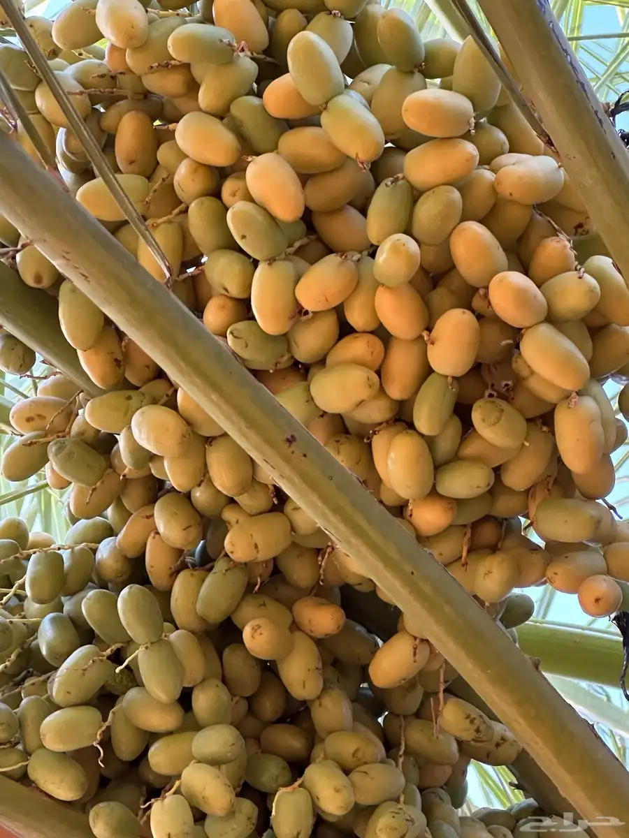 للبيع ثمار نخيل تمر صقعي وخلاص تمير 1