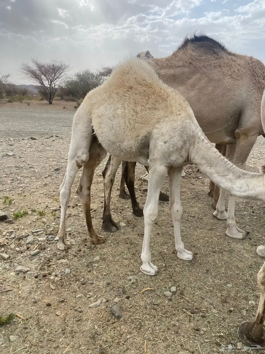 قعدان 0