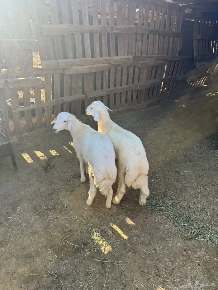 طليان حري ذبايح للبيع مع خدمة والتوصيل وتغليب 2