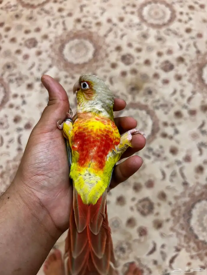 فرخ كنيور اناناس رد فاكتور هدد داخلي ((تم البيع )) 2