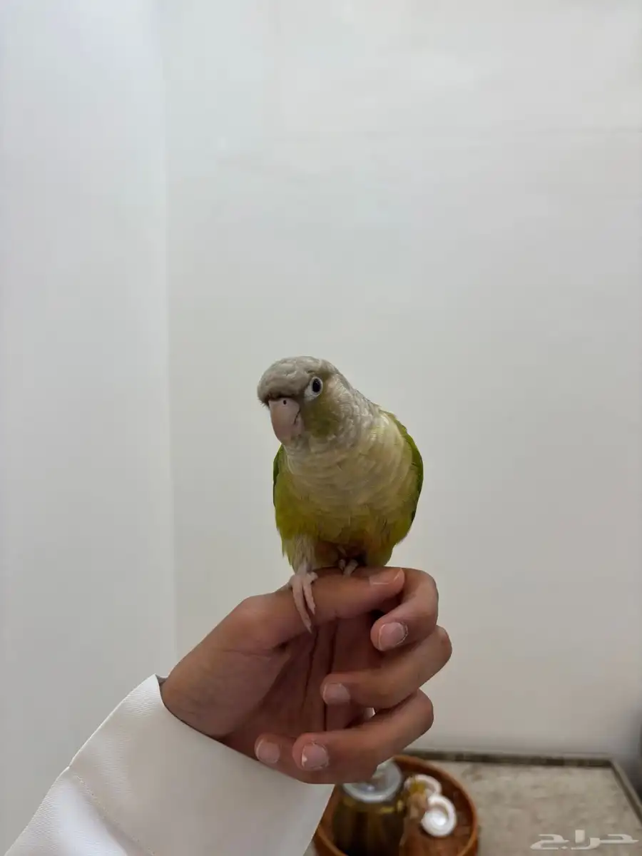 طير هدد داخلي كنيور اليف جدا 2
