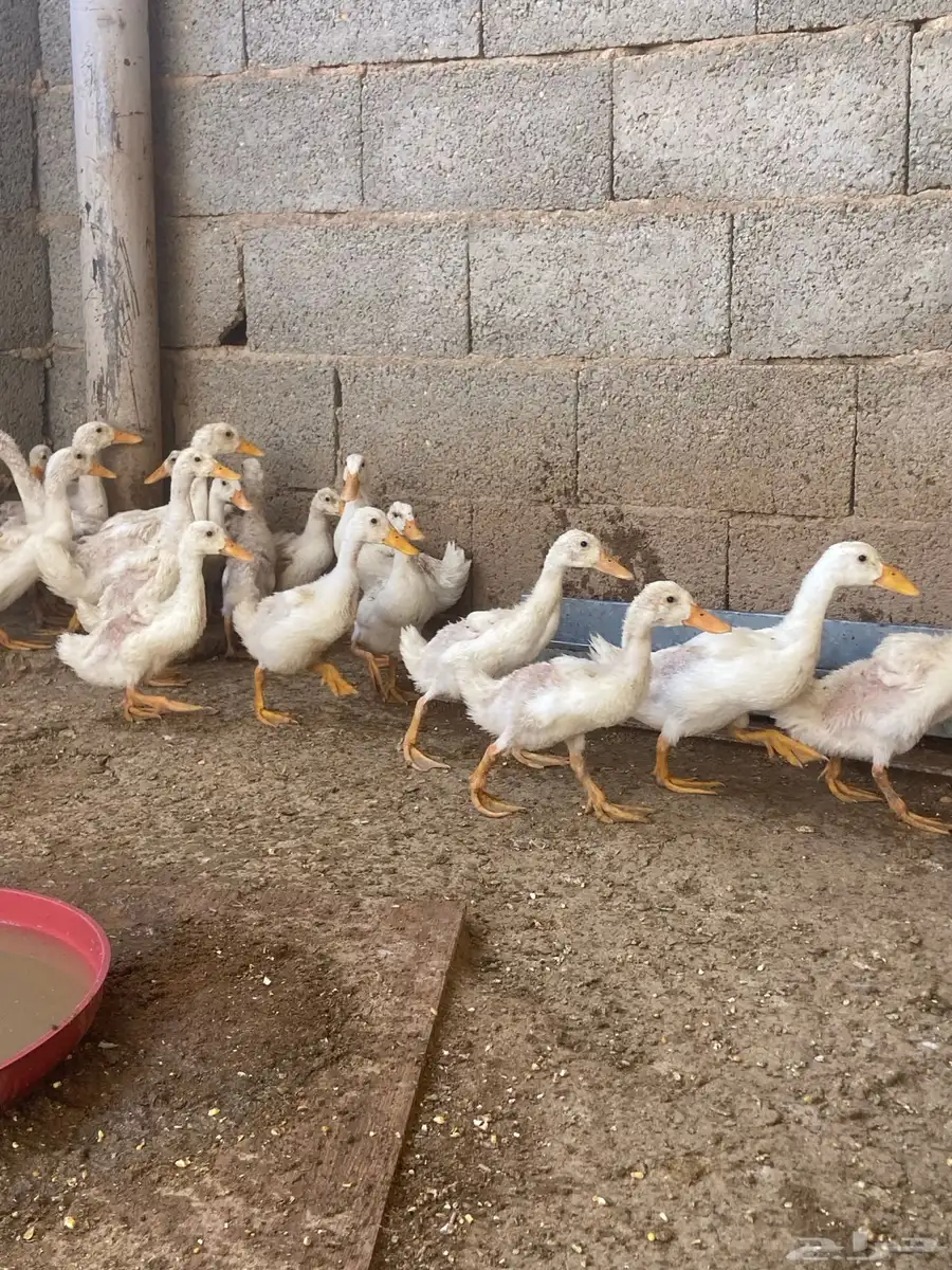 بط بكيني 1