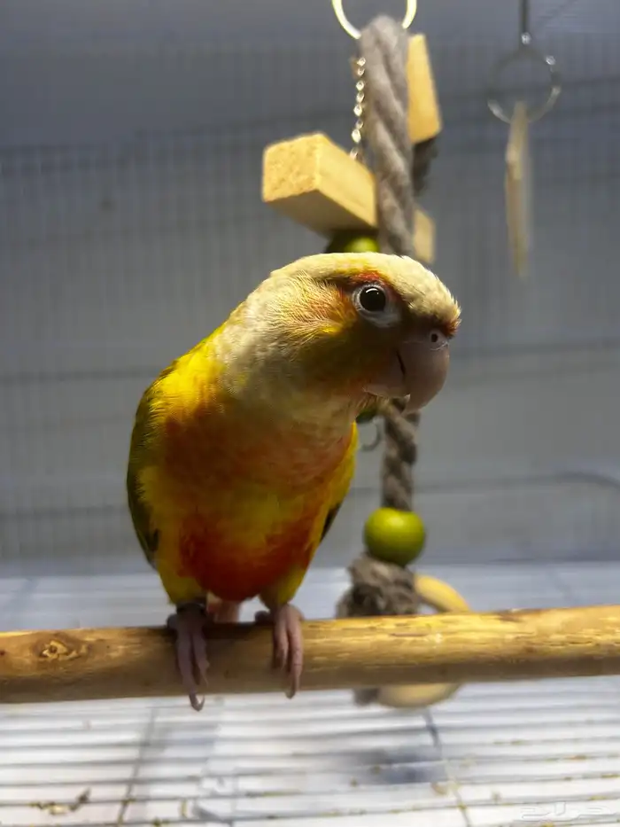 فرخ كنيور اناناس رد فاكتور هدد داخلي ((تم البيع )) 9