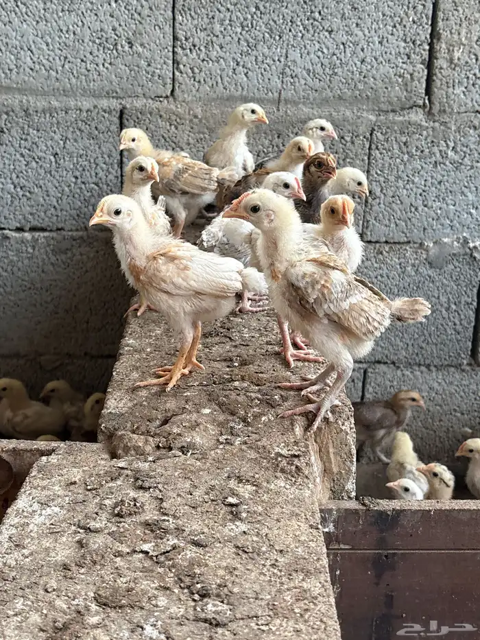 صوص بلدي محصن 0