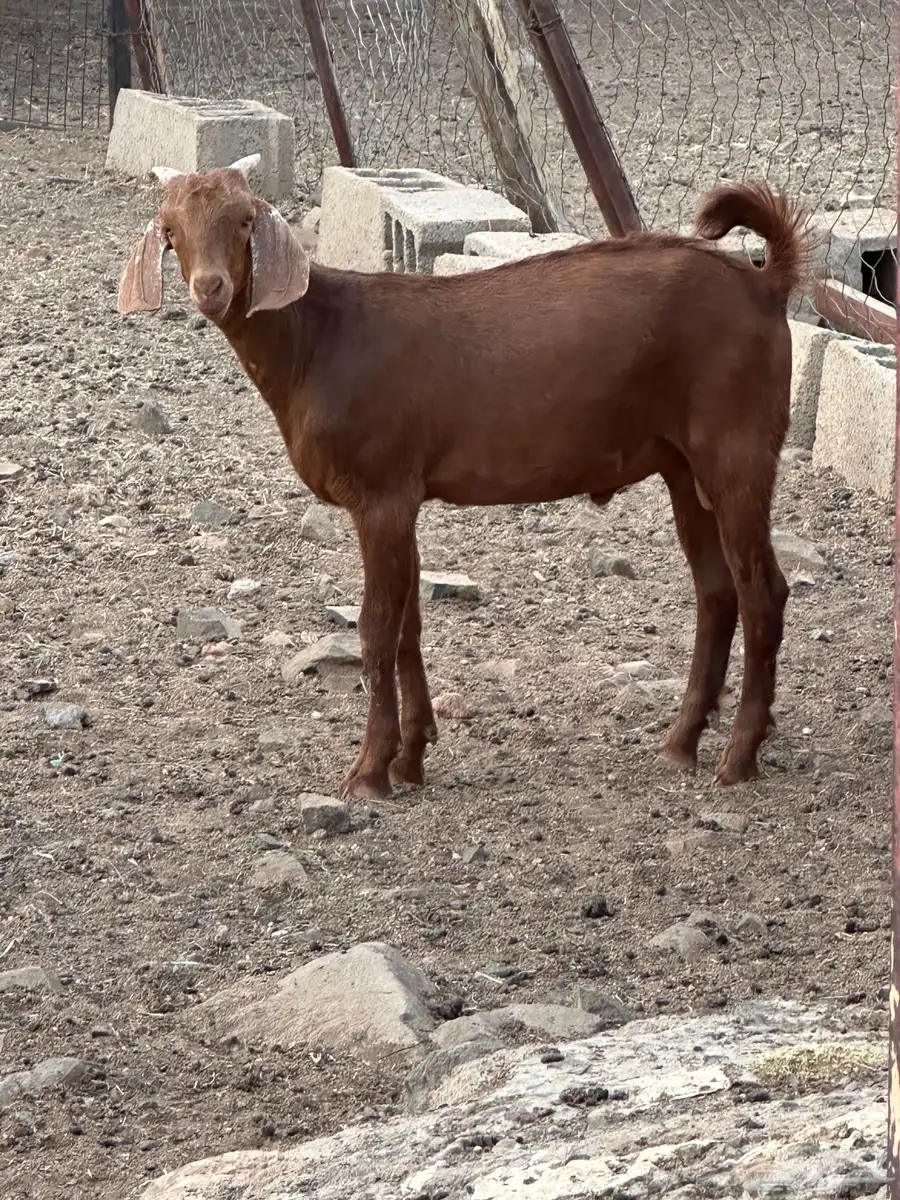 تيس مشروع 6