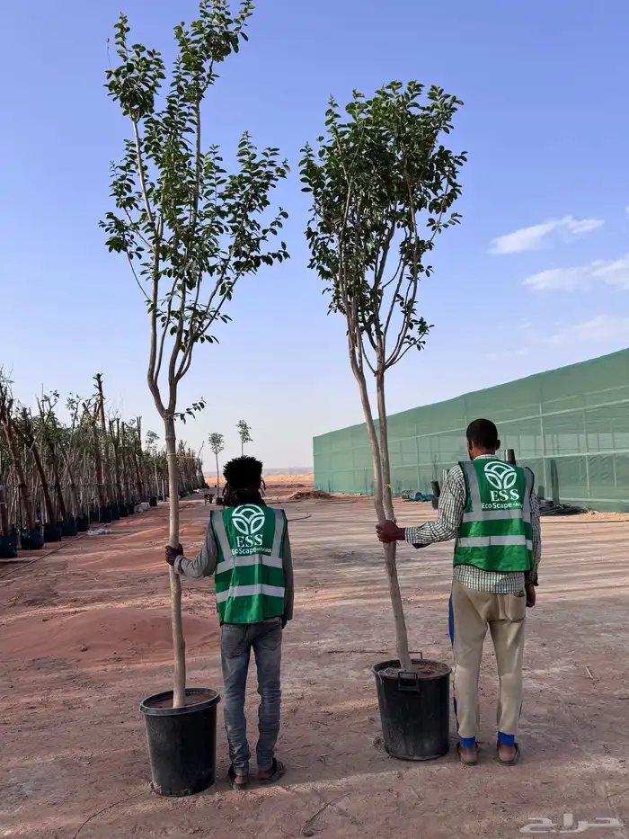 اشجار تمر حنا للبيع  (Lagerstroemia indica) 5