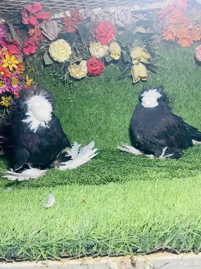 للبيع طبه بخاره اسود بولهد 11