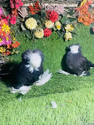 للبيع طبه بخاره اسود بولهد 1