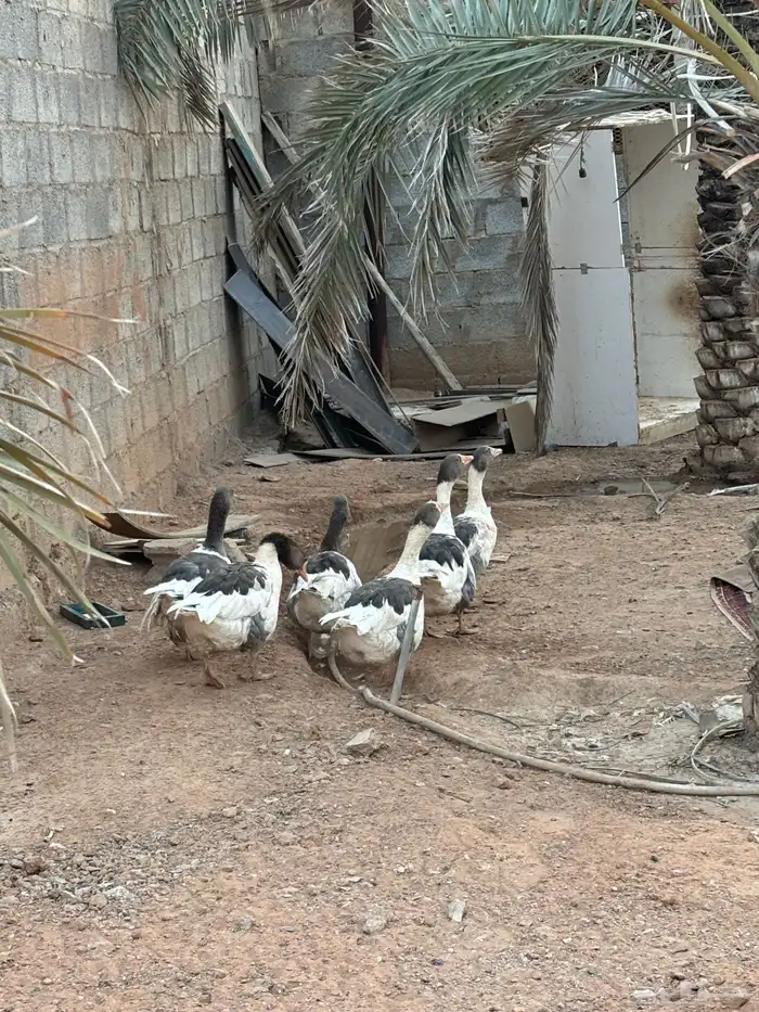 وز بلدي للبيع 0