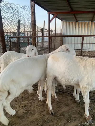 ذبايح للبيع 1