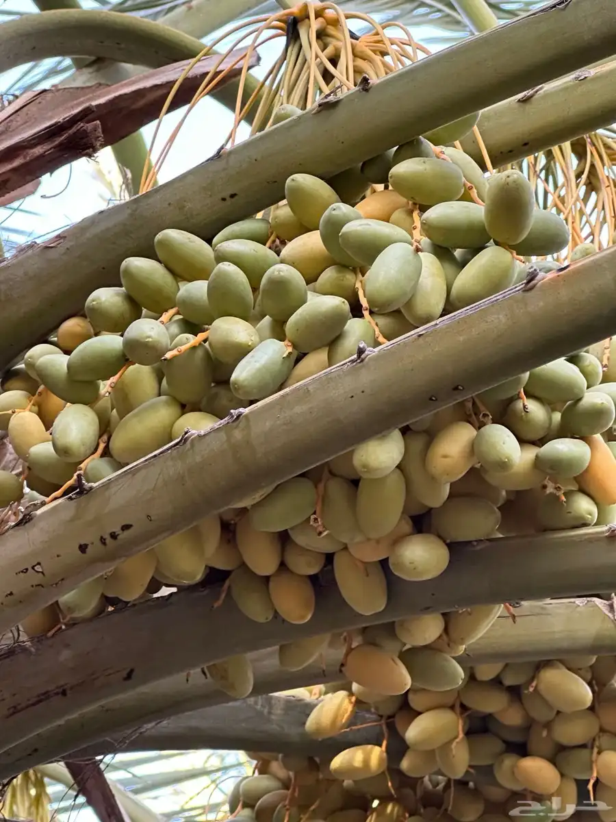 للبيع ثمار نخيل تمر صقعي وخلاص تمير 4