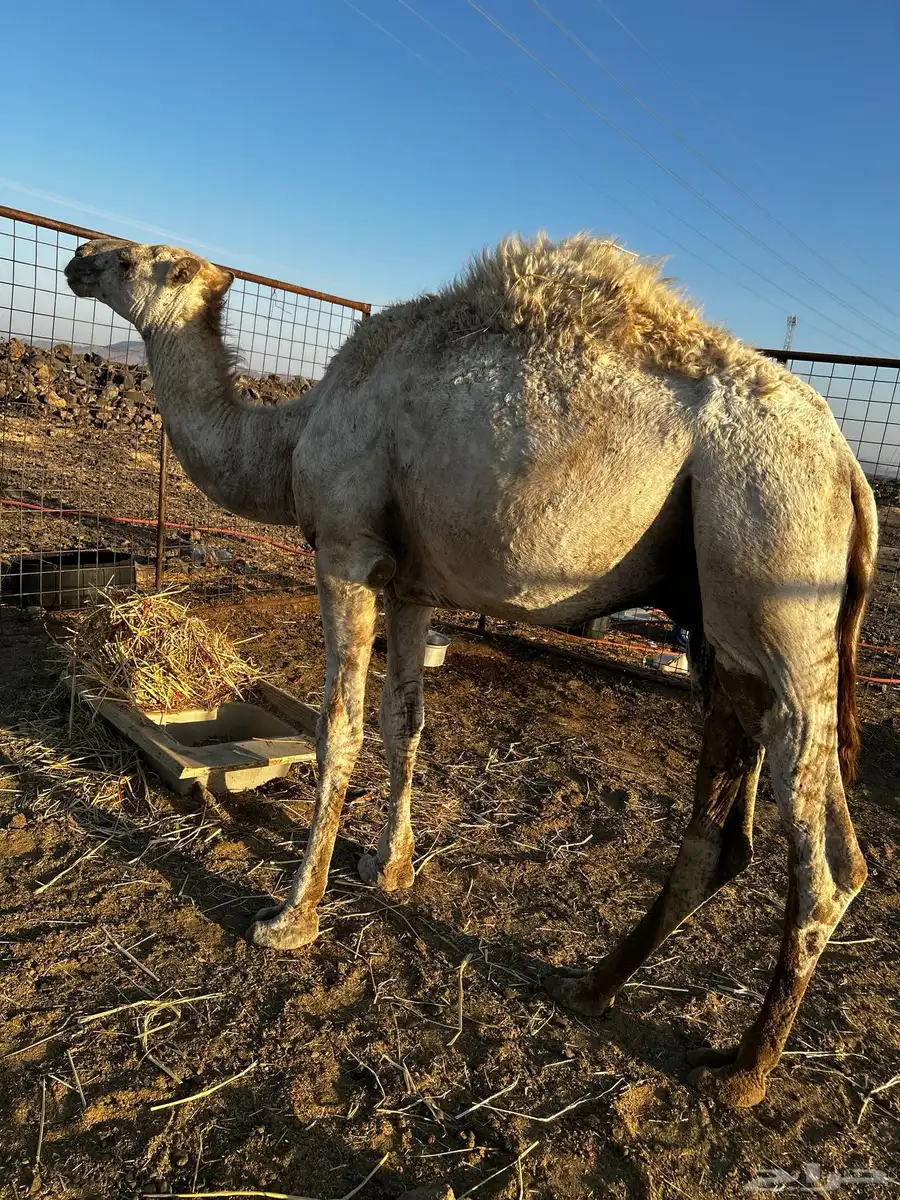قعود سمين 0