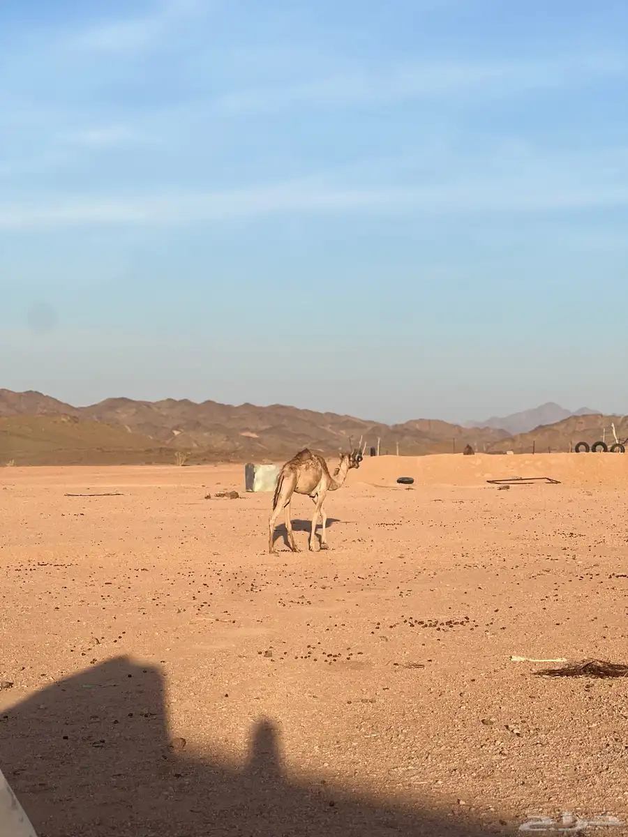 عقود حق 1
