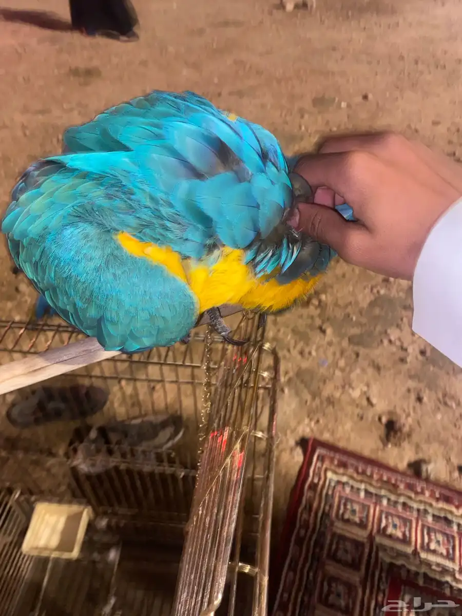 مكاو بلو اند قولد اليف جدا جدا 2
