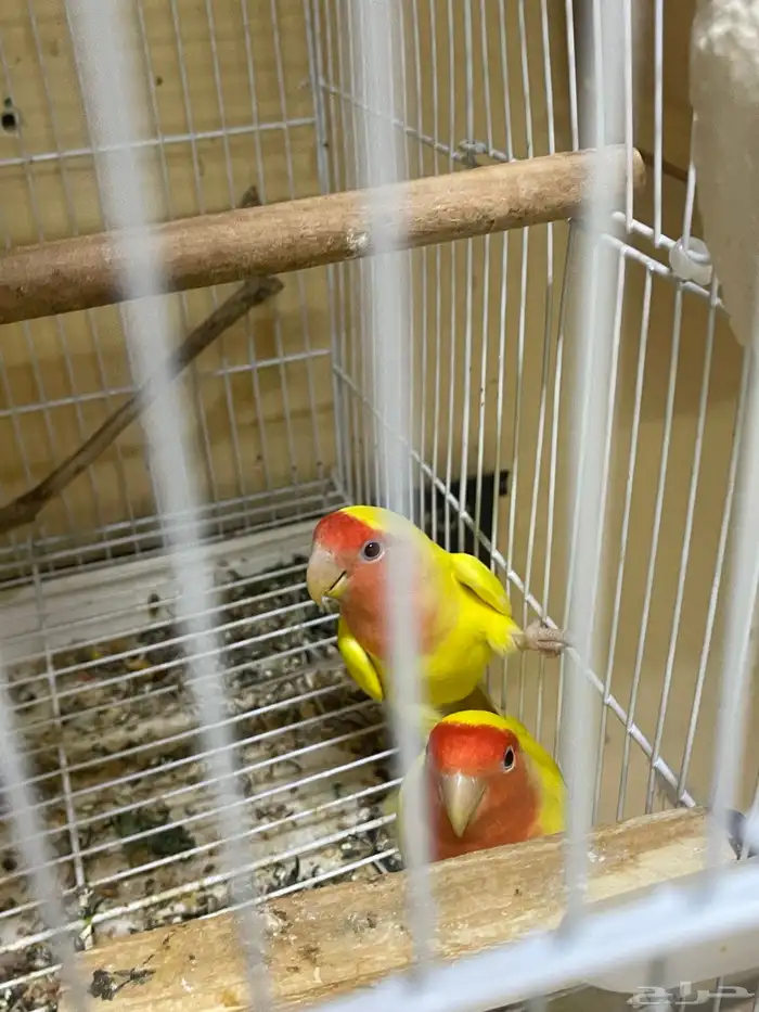 مجموعه طيور زينه 4