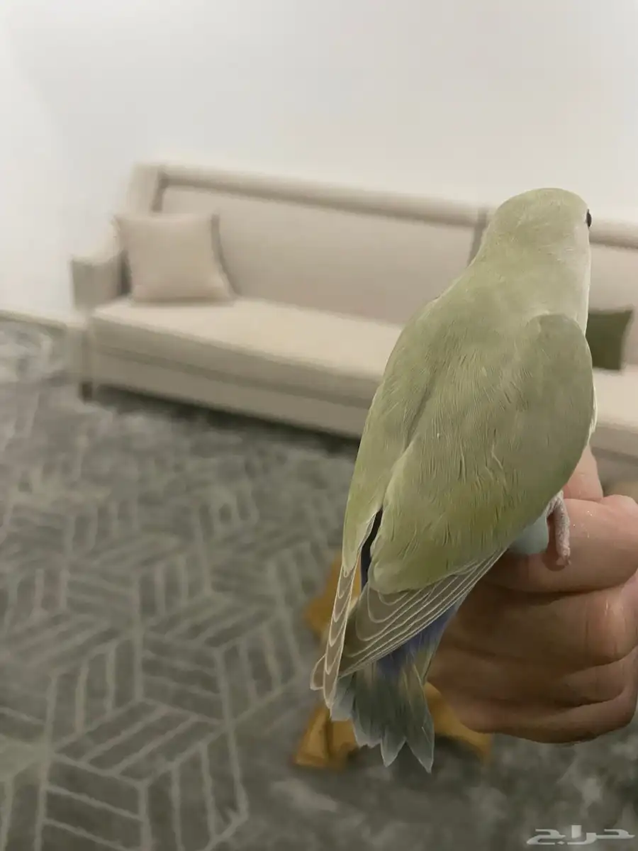 روز الليف جدا  عدد 2 2